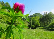41 Paeonia officinalis- Peonia selvatica-Peonia dello Zucco